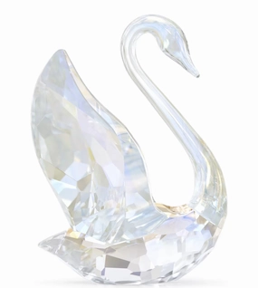 SCS 2024 Annual Edition Swan